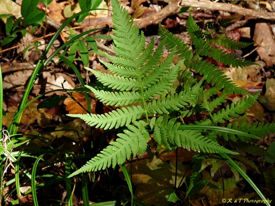 {Phegopteris hexagonoptera}